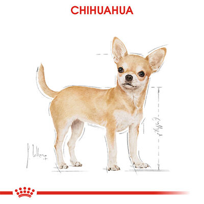 Royal Canin Pouch Chihuahua Adult Yetişkin Köpek Konservesi 12 Adet 85 Gr 