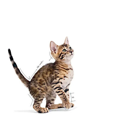 Royal Canin Pouch Kitten Sterilised Gravy Yavru Kedi Konservesi 6 Adet 85 Gr 