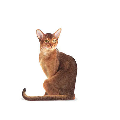Royal Canin Fussy Exigent Seçici Kediler İçin Yetişkin Kedi Maması 2 Kg 