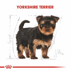Royal Canin Yorkshire Terrier Puppy Yavru Köpek Maması 1,5 Kg - Thumbnail