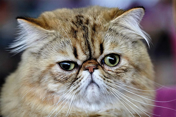 Peke-Faced Kedi Irkı Özellikleri ve Bakım İpuçları