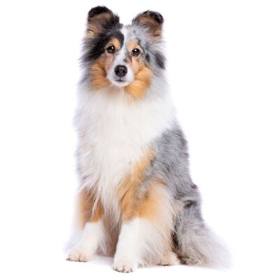 Shetland Sheepdog (Çoban Köpeği) Özellikleri ve Bakımı