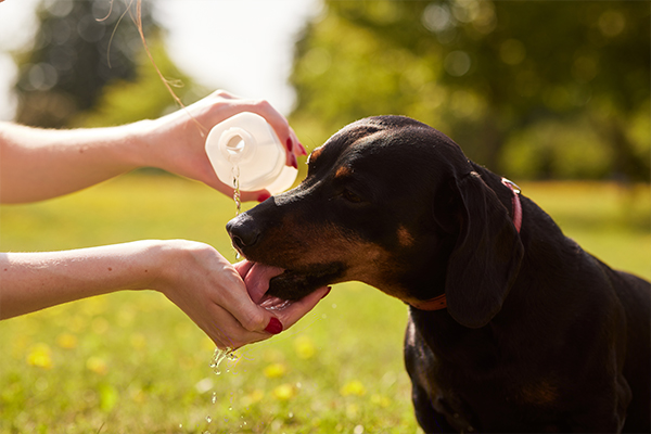 Sıcak Havalarda Köpeklerde Serinletme Yöntemi: Buz Torbası Ne Kadar Etkili?