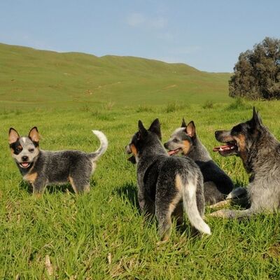 Sığır Çoban Köpeği Cinsleri
