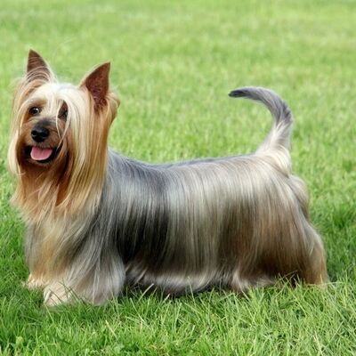 Silky Terrier Köpek Irkı Özellikleri ve Bakımı