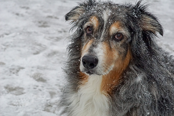 Soğuk Hava Yaşlı Köpekleri Nasıl Etkiler? Kış Aylarında Dikkat Edilmesi Gerekenler