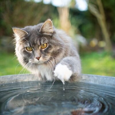 Suyu Seven Kedi Irkları Hangileridir?