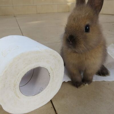 Tavşanlarda Tuvalet Eğitimi Hakkında Her Şey