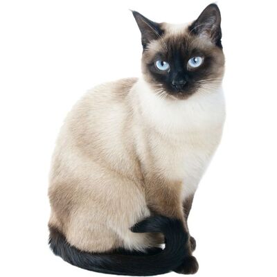 Tayland Siyam Kedi Türleri ve Özellikleri