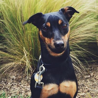 Toy Manchester Terrier Köpek Irkı Özellikleri ve Bakımı