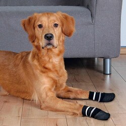 Trixie - Trixie Kaymaz Tabanlı Köpek Çorabı 2 Adet L-XL 