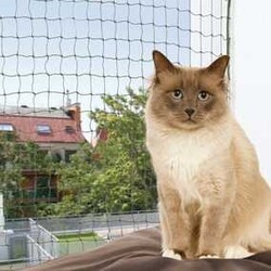 Trixie - Trixie Kedi Cam Koruma Ağı 6x3 Mt Yeşil