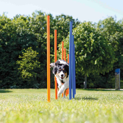 Trixie Agility Köpek Eğitim Direkleri 13x110 Cm 12'li