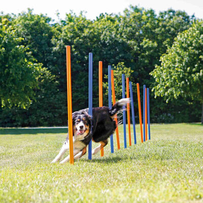 Trixie Agility Köpek Eğitim Direkleri 13x110 Cm 12'li