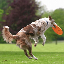 Trixie Köpek Agility Eğitim Oyuncağı Frizbisi - Thumbnail