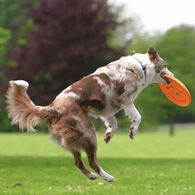 Trixie Agility Frizbi Köpek Oyuncağı 19 Cm