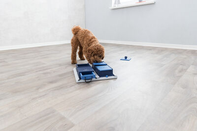 Trixie Poker Köpek Zeka Eğitim Oyuncağı 31x10x31 Cm