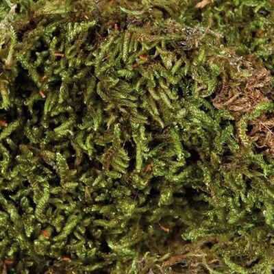 Trixie Nem Tutan Teraryum Taban Malzemesi 200 Gr 