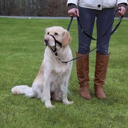 Trixie - Trixie Uzman Köpek Eğitim Tasması Small 22 Cm 
