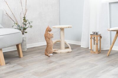 Trixie Yavru Kedi Tırmalama ve Oyun Tahtası 43 Cm