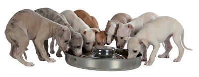 Trixie Metal Yavru Köpek Mama ve Su Kabı 1,4 Lt 29 Cm