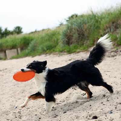 Trixie Yüzen Termoplastik Kauçuk Frizbi Köpek Oyuncağı 22 Cm 