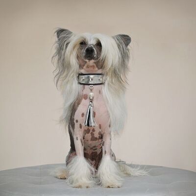 Tüysüz Çin Köpeği (Chinese Crested) Özellikleri ve Bakımı