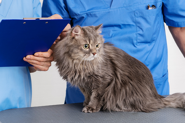 Veteriner Kontrolleri: Yaşlı Kediler İçin Ne Zaman Gitmeli?