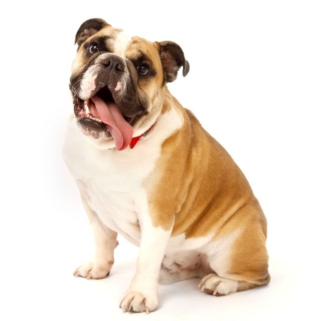 Victorian Bulldog Köpek Irkı Özellikleri ve Bakımı