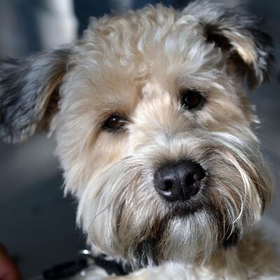 Wheaten Terrier Köpek Irkı Özellikleri ve Bakımı 