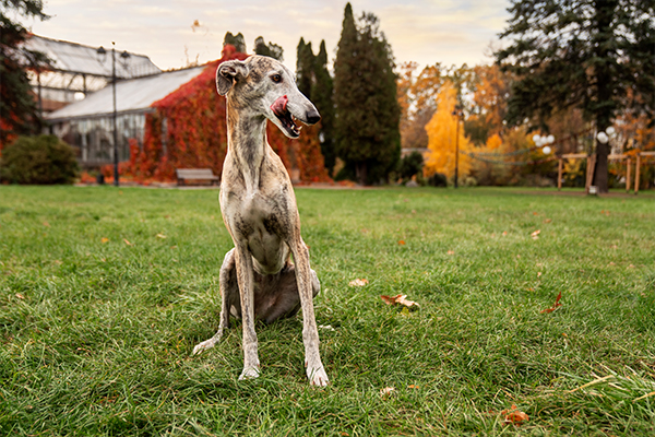Whippet Köpek Irkı Hakkında Bilmeniz Gereken Her Şey