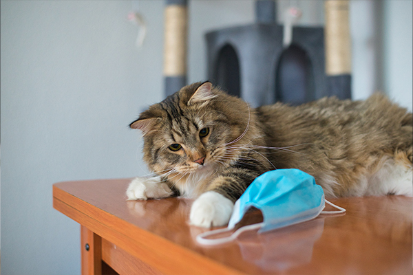 Yaşlı Kedilerde En Sık Görülen Sağlık Sorunları ve Çözümleri