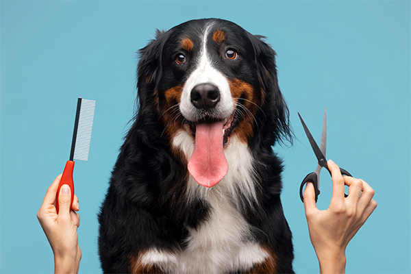 Yaz Aylarında Köpek Tüy ve Bakım Rehberi: Serin, Temiz ve Mutlu Patiler İçin Öneriler