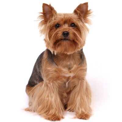 Yorkshire Terrier Köpek Irkı Özellikleri ve Bakımı