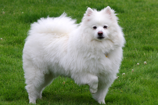 Zekâsı ve Güzelliğiyle Büyüleyen American Eskimo Dog: Bakımı, Özellikleri ve Eğitimi